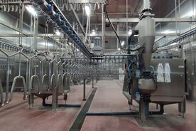 Освещение в забойном цехе птицефабрики